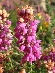 Erica cinerea