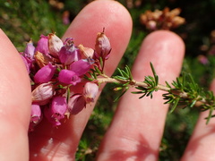 Erica cinerea