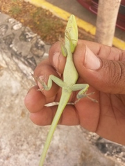 Anolis porcatus