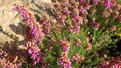 Erica cinerea