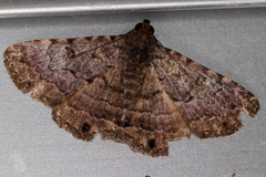 Diatenes aglossoides