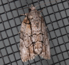 Etanna clopaea