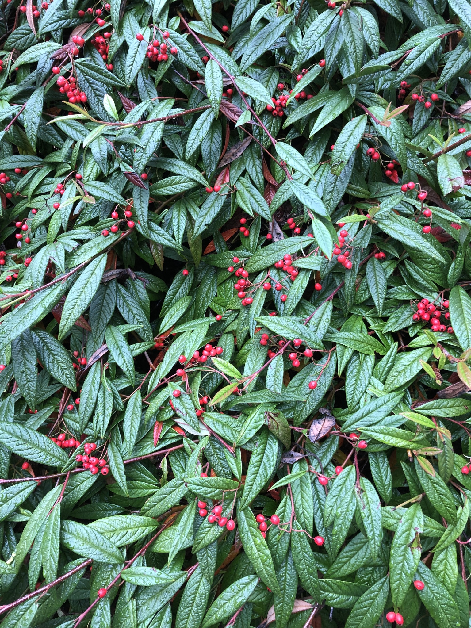 Cotoneaster salicifolius