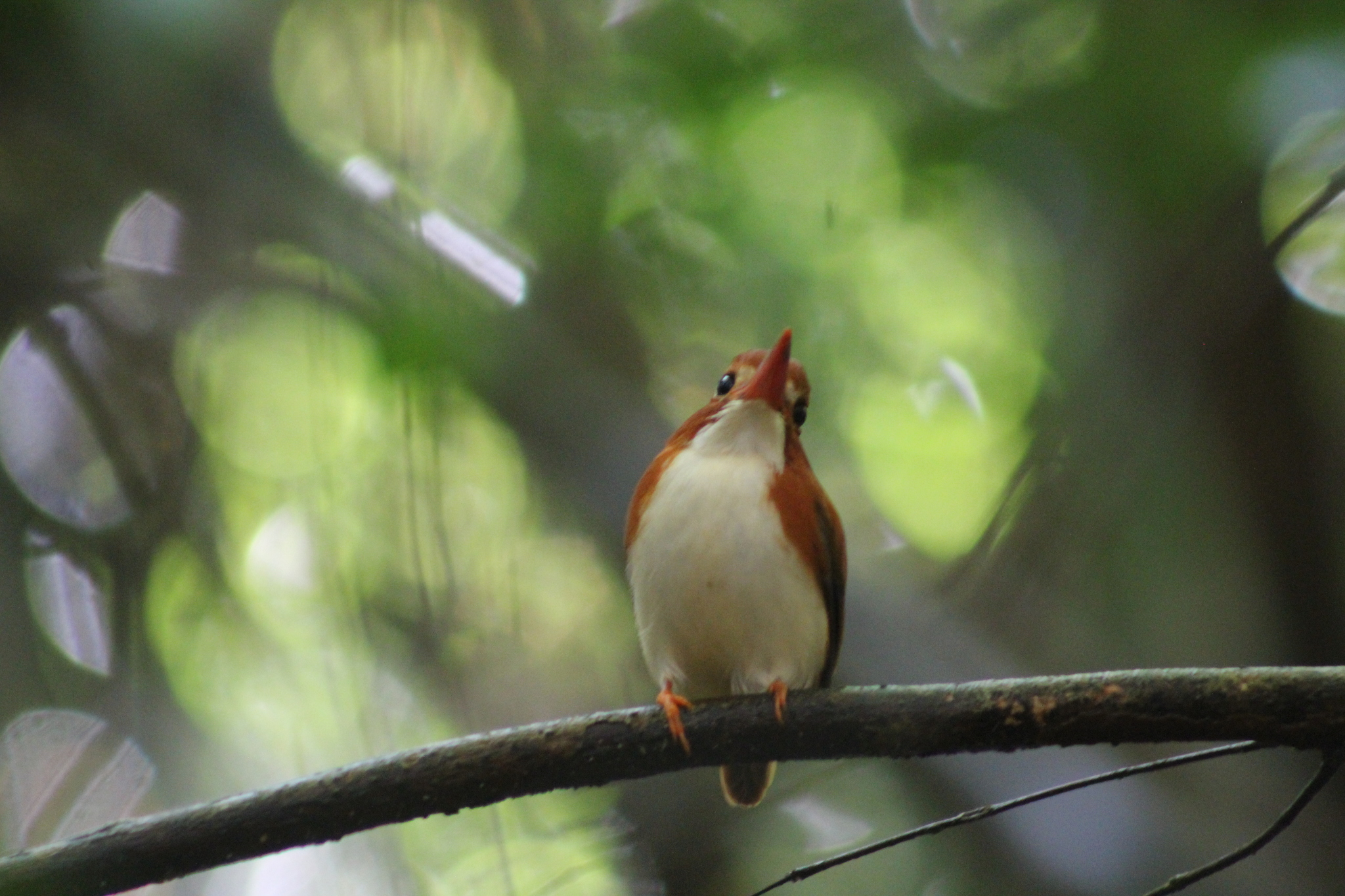 Madagascar Pygmy Kingfisher (Corythornis madagascariensis), photo 5
