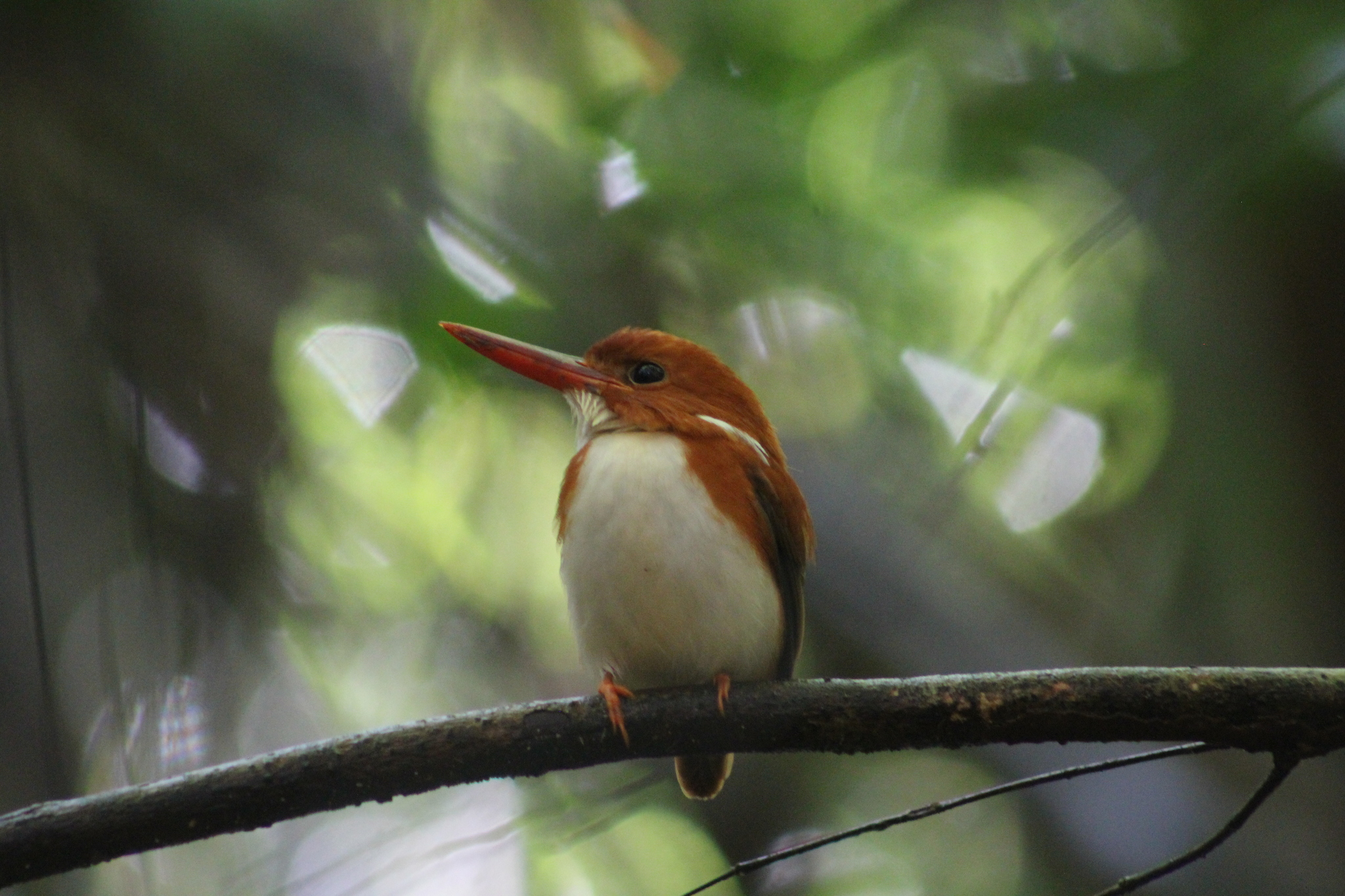Madagascar Pygmy Kingfisher (Corythornis madagascariensis), photo 6