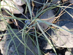 Leymus arenarius