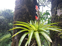 Guzmania monostachia