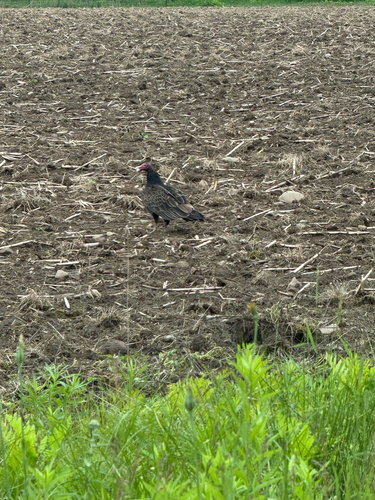 Turkey Vulture photographed in Wisconsin