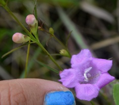 Agalinis purpurea