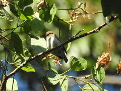 Ficedula westermanni
