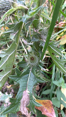 Cirsium vulgare