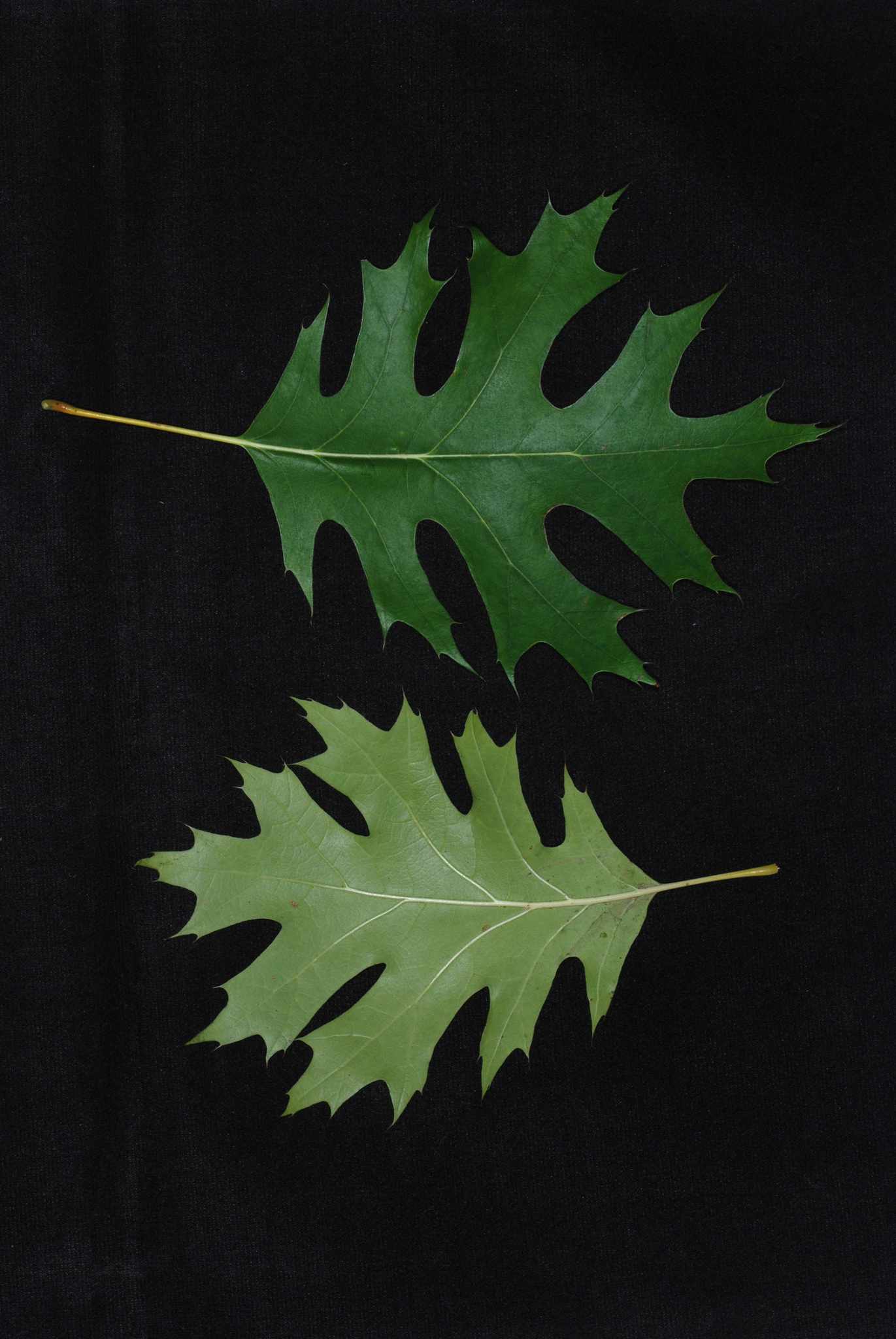 Quercus X riparia