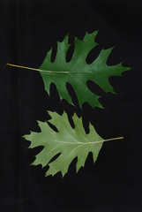 Quercus × riparia