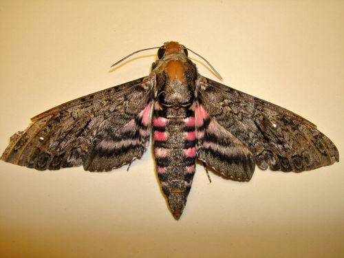 Agrius cingulata