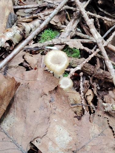 Clitocybula lacerata