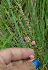 Agalinis purpurea
