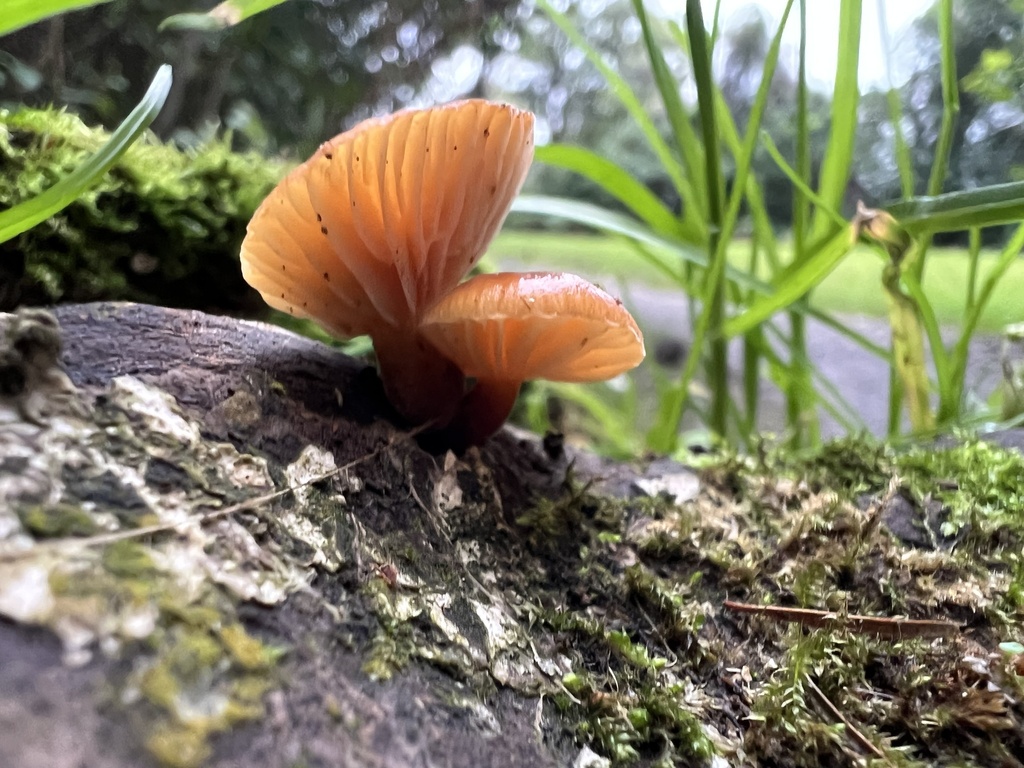 Flammulina velutipes