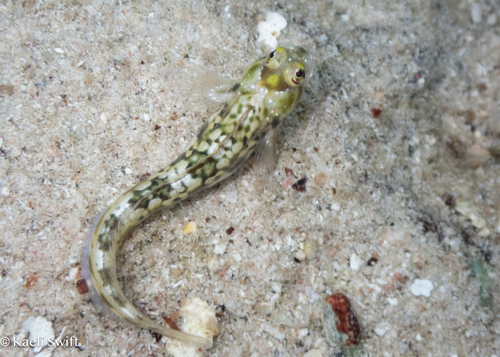 Rhabdoblennius snowi observed 2025-07-06