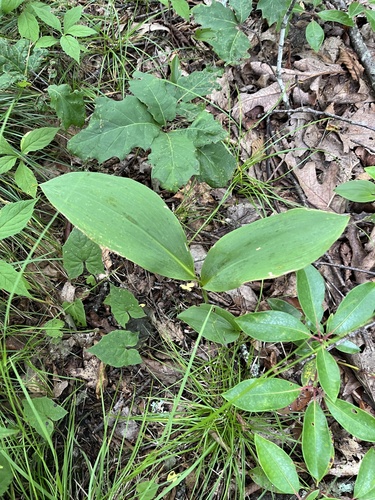 Convallaria pseudomajalis, photograph 5