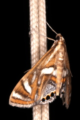 Margarosticha euprepialis