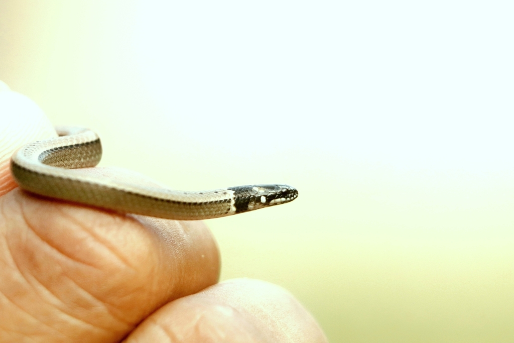 Cantor's Black-Headed Snake