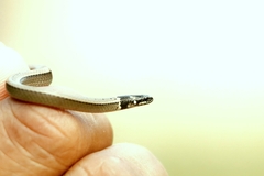 Cantor's Black-Headed Snake photo 1