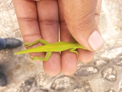 Anolis porcatus