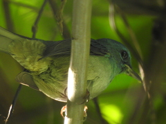 Cyornis unicolor