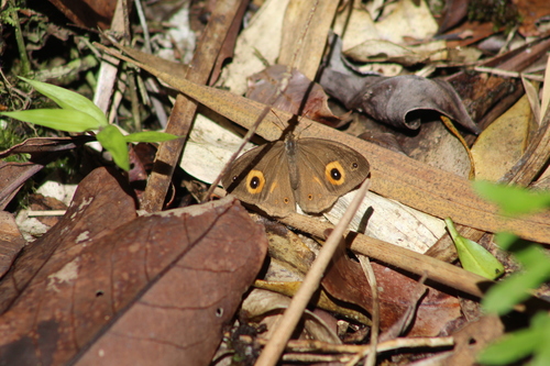Heteropsis narova