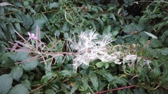 Chamaenerion angustifolium