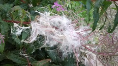 Chamaenerion angustifolium