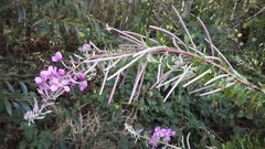 Chamaenerion angustifolium