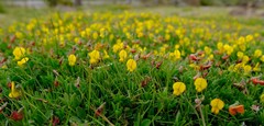 Crotalaria excisa