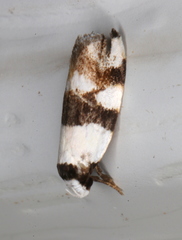 Zonopetala decisana