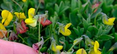 Crotalaria excisa