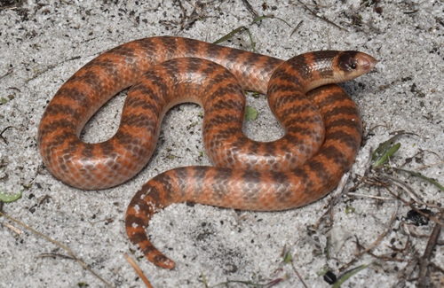 Southern Shovel-nosed Snake sighting