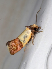 Hemibela