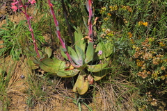Echeveria rubromarginata
