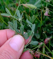 Crotalaria excisa