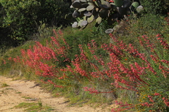 Echeveria rubromarginata