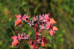 Echeveria rubromarginata