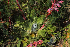 Echeveria rubromarginata