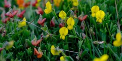 Crotalaria excisa