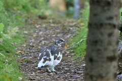 Lagopus muta islandorum