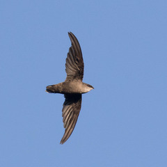 Chimney Swift photo 3