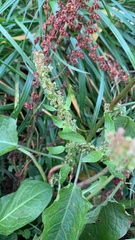 Rumex obtusifolius