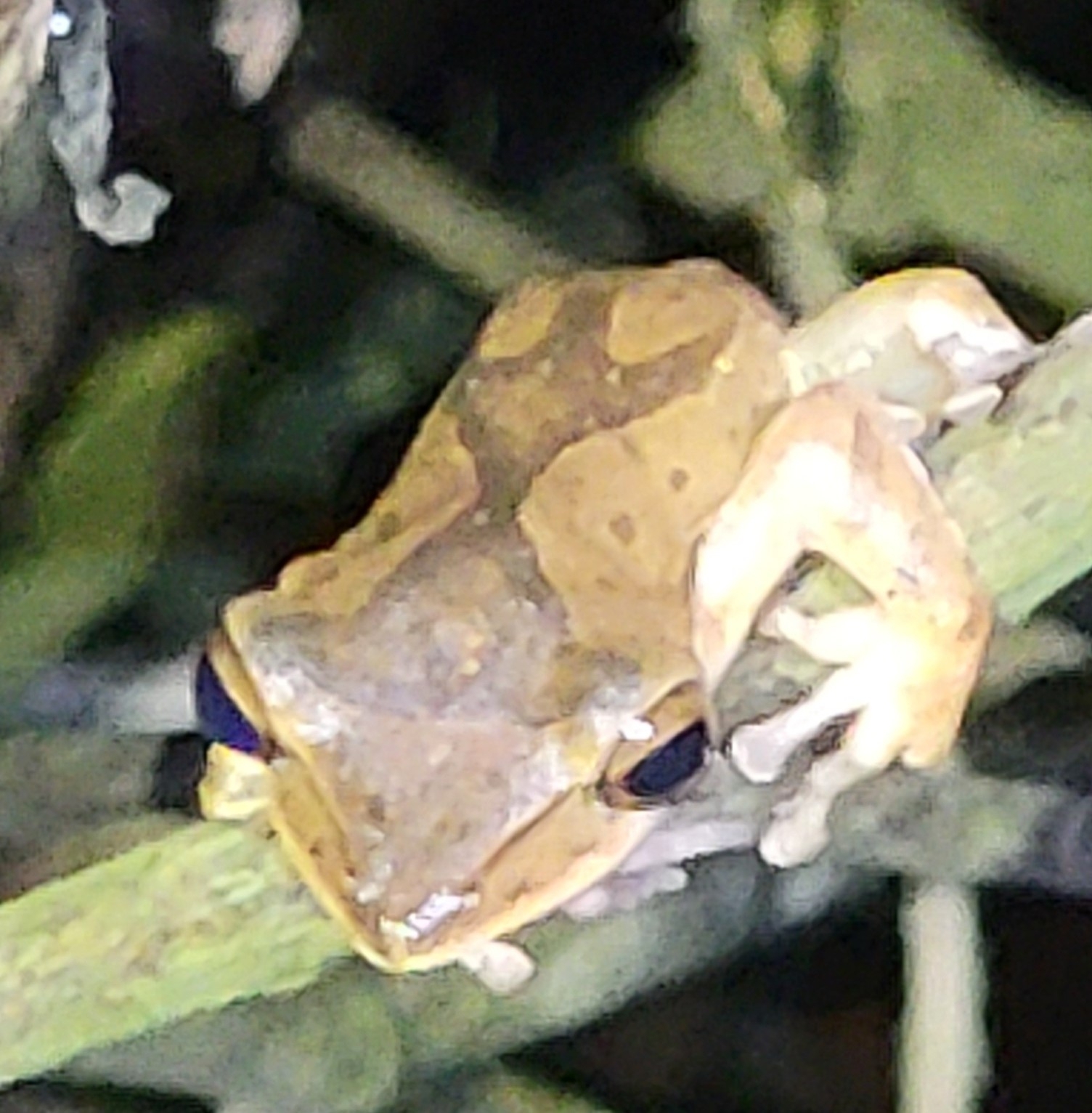 Nagercoil Whipping Frog