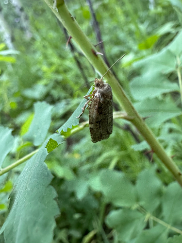 Western Spruce Budworm Moth photo 2