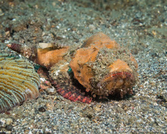 Yellowfin Scorpionfish photo 2