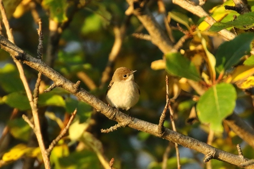 ჭრელი მემატლია (Ficedula hypoleuca)